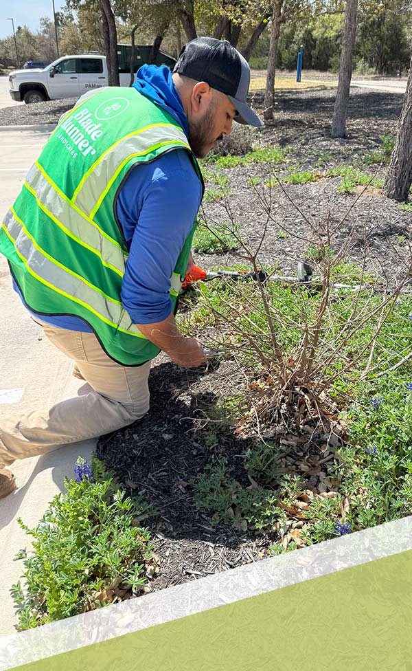 Blade Runner Landscapes team trimming shrubs and managing lawn care at a commercial site