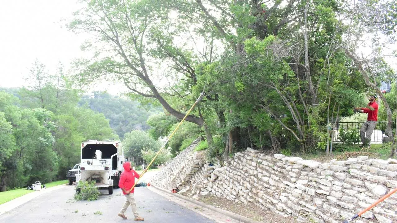 Tree Arborists trimming bushes and trees hanging over a retaining wall