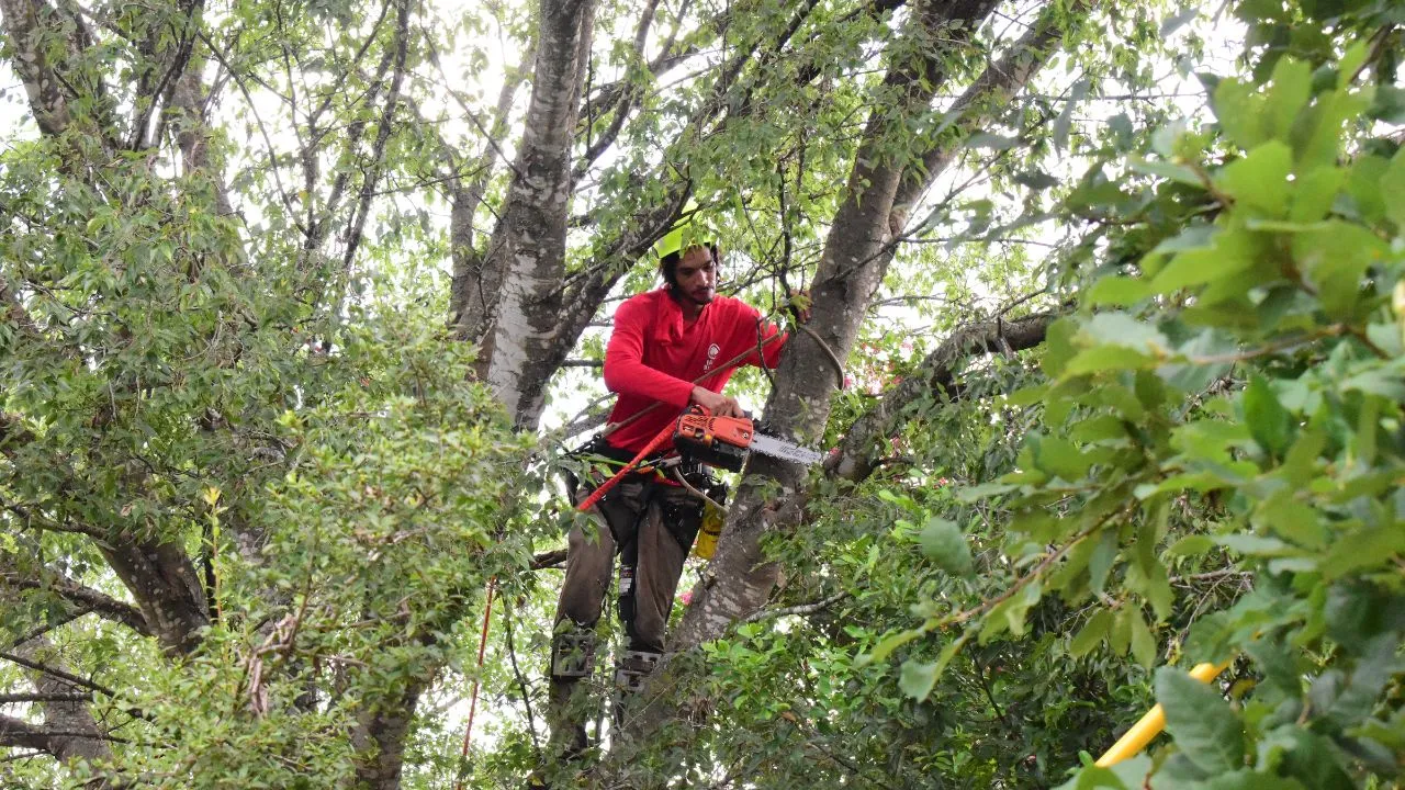 Arborist with chainsaw trimming tree