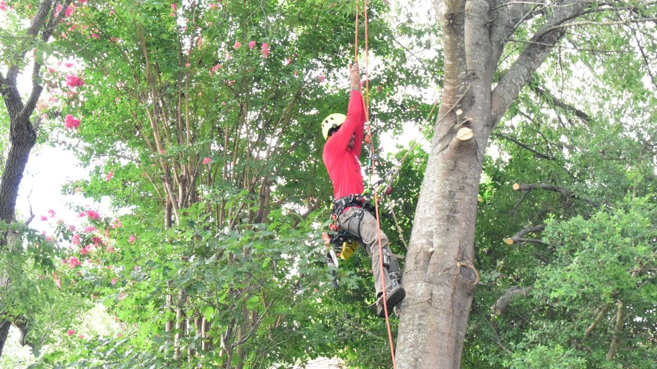 Arborist scaling tree to get in position to cut top branches of the tree