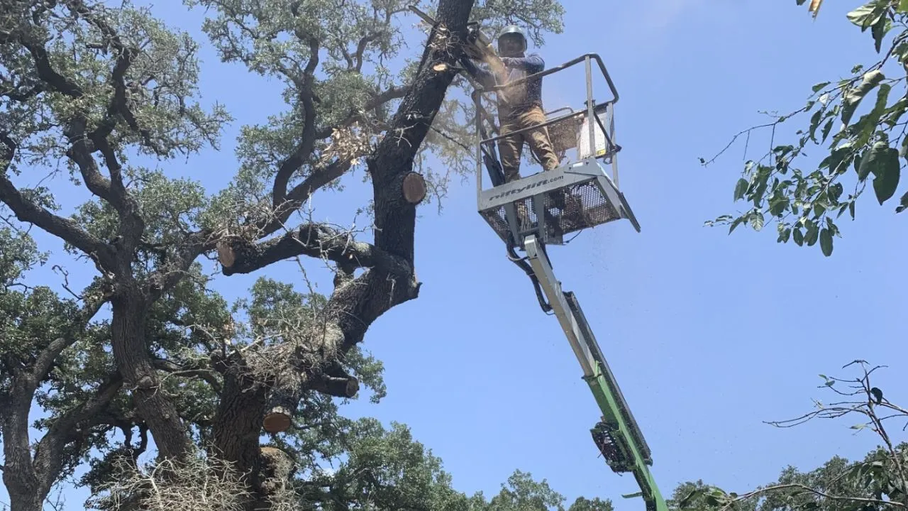 Man trimming tree using a crane buckt to get to the top of the tree